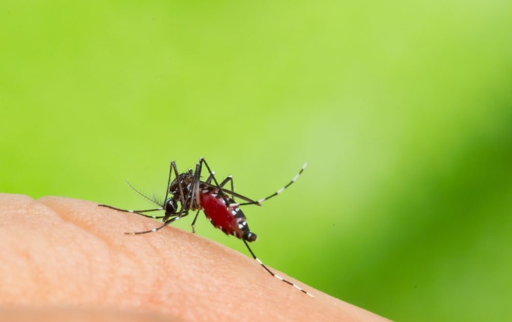 Casos de dengue crescem 600% esse ano Casos de dengue crescem 600% esse ano